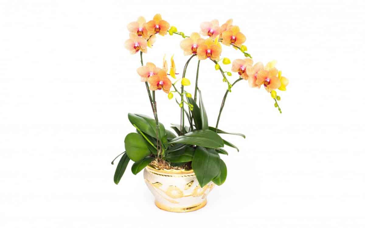 Orquídea Phalaenopsis amarela