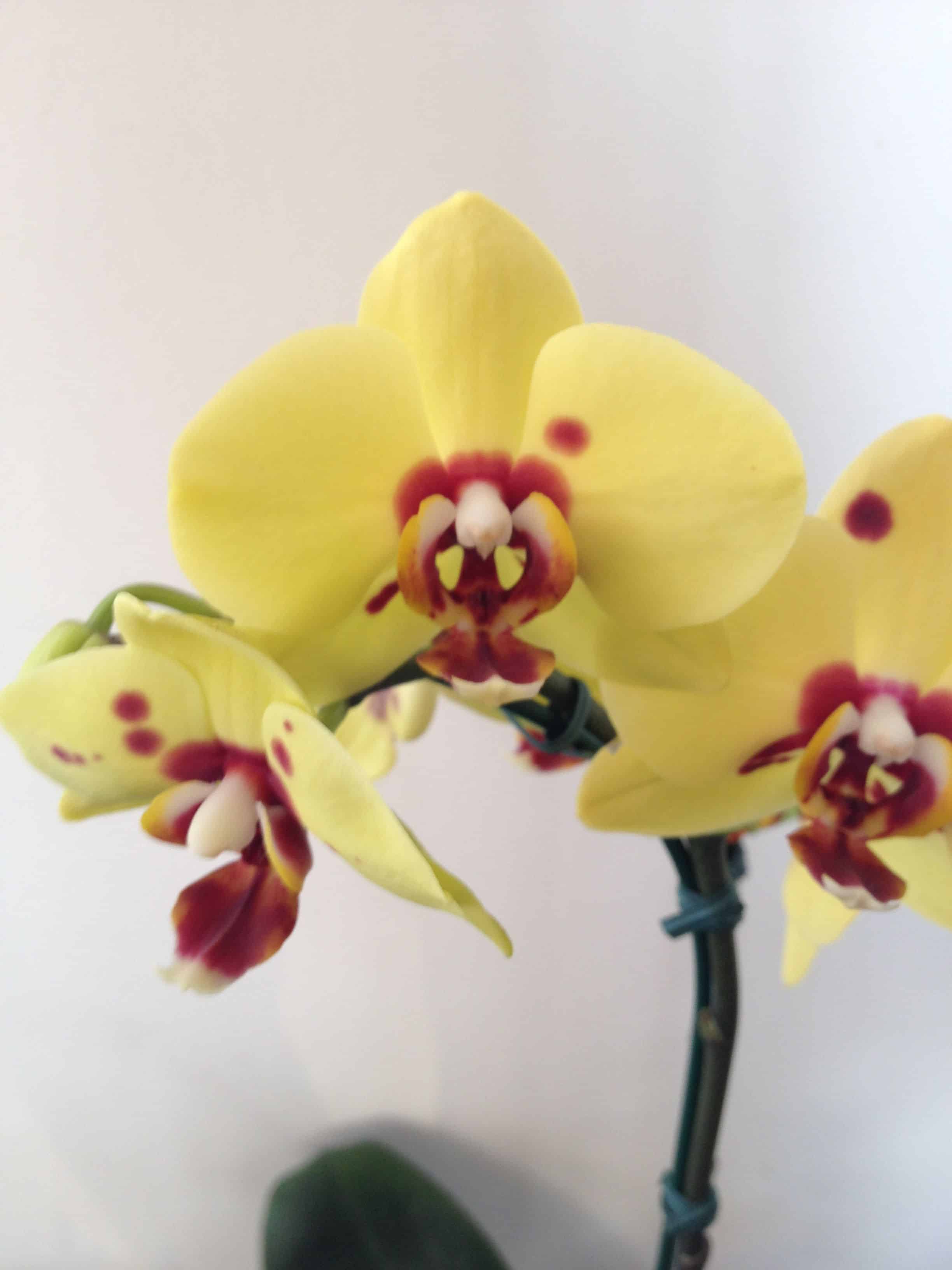 Orquídea Phalaenopsis amarela