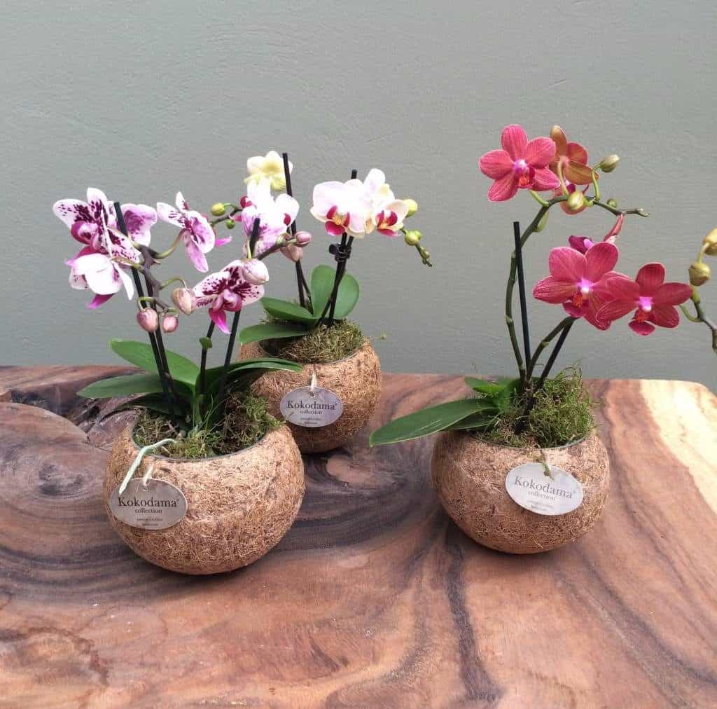 Orquídea Phalaenopsis mini