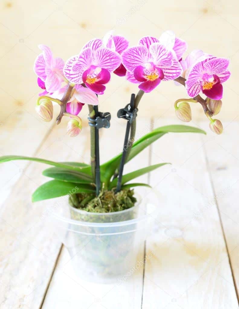 Orquídea Phalaenopsis mini