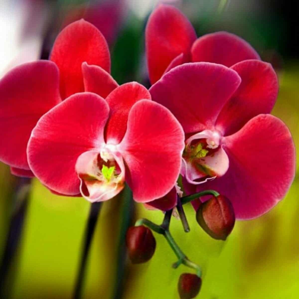 Orquídea Phalaenopsis vermelha