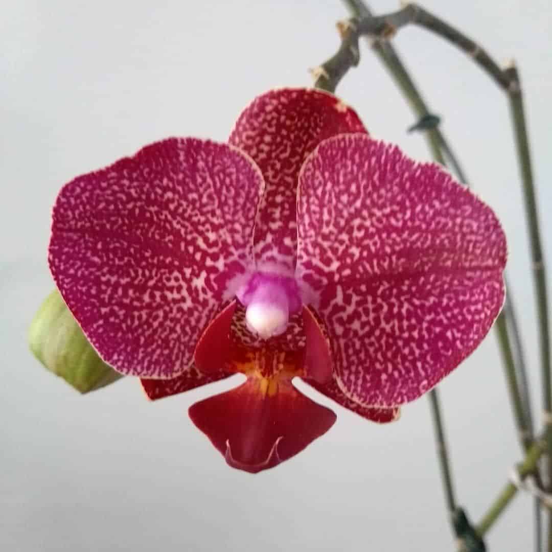 Orquídea Phalaenopsis vermelha