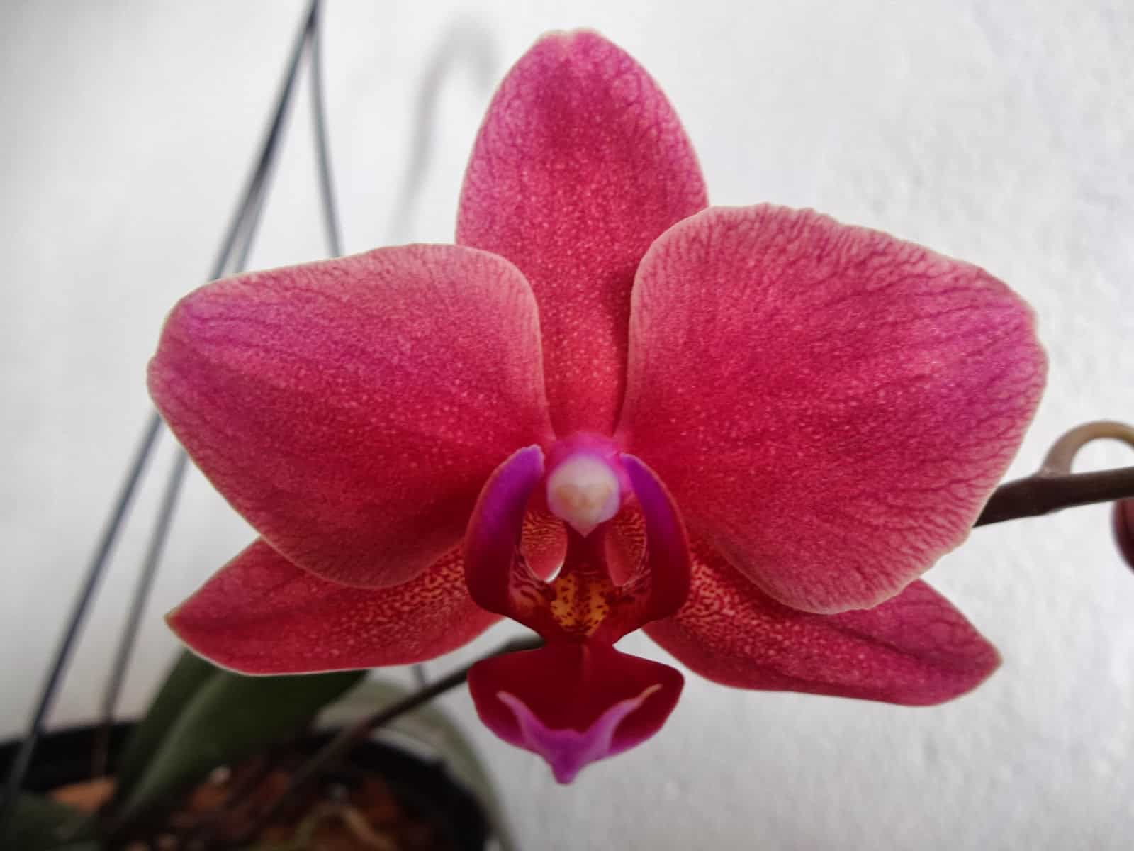 Orquídea Phalaenopsis vermelha