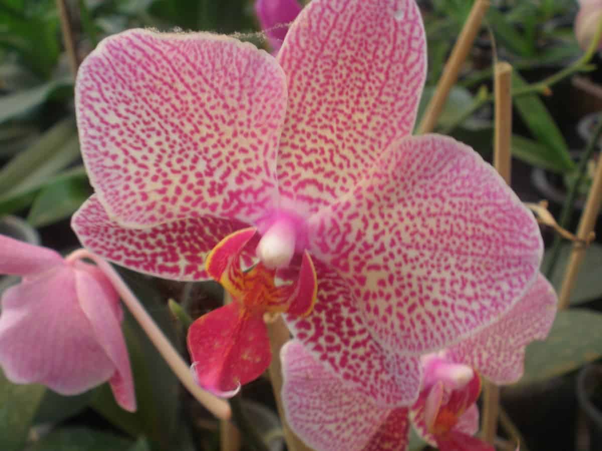 A Orquídea Phalaenopsis é também conhecida por orquídea borboleta, sendo uma das espécies mais populares e masi conhecidas comercialmente.