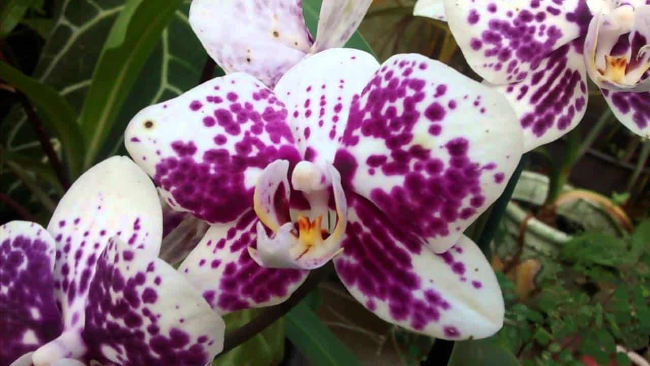 A Orquídea Phalaenopsis não é muito exigente, mas inspira alguns cuidados específicos.