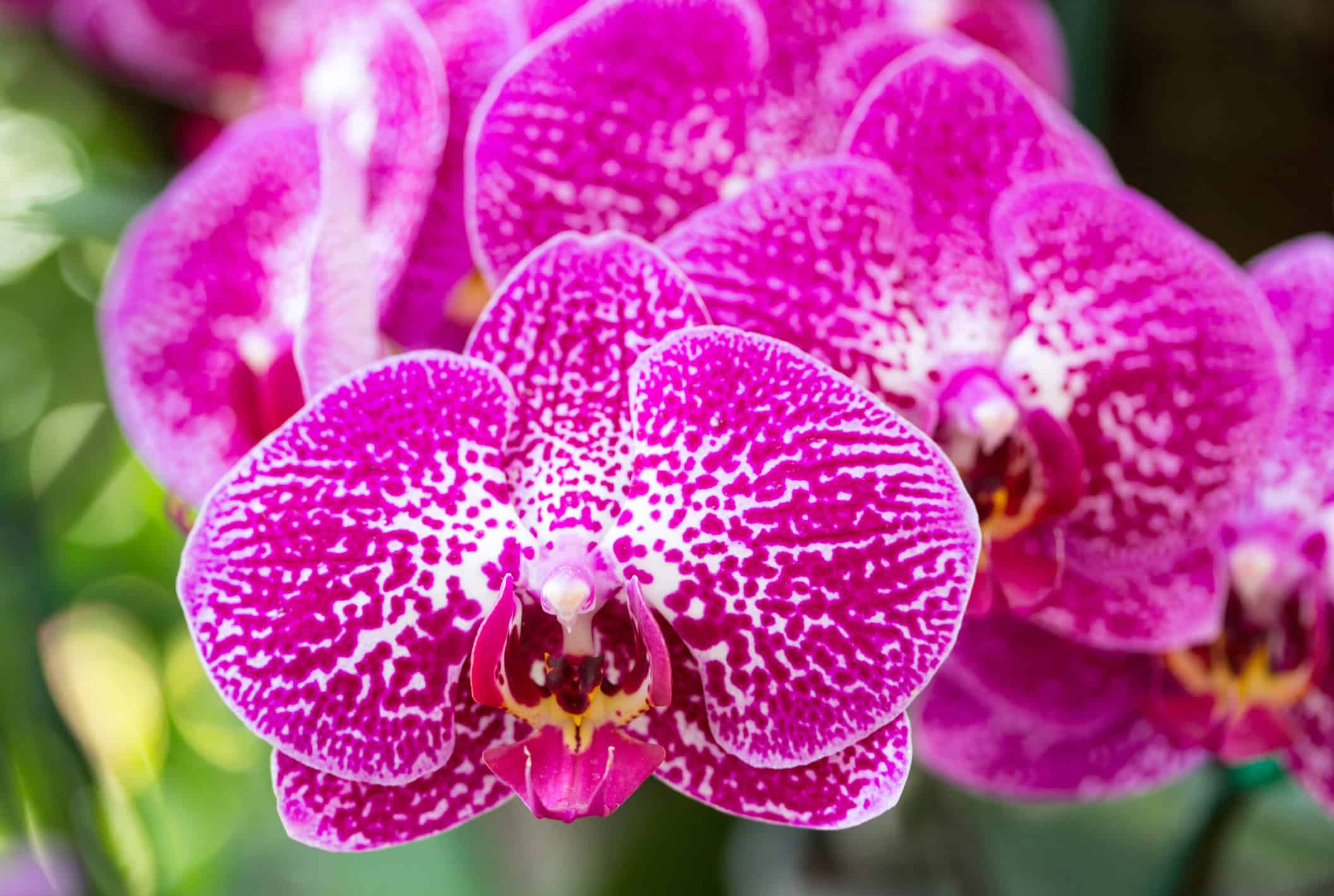 A floração da Orquídea Phalaenopsis é duradoura em vários botões em única haste.