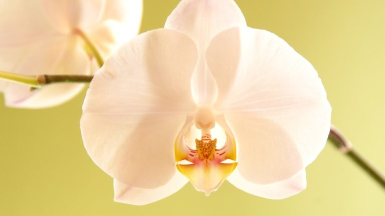 Orquídea Phalaenopsis