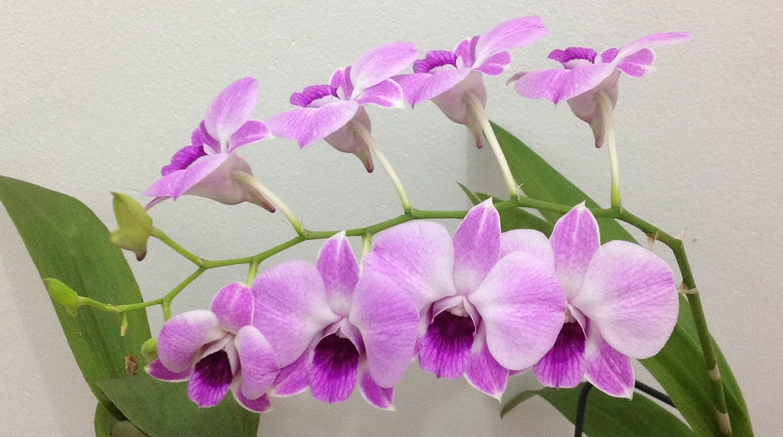 A orquídea Denphal deve ser cuidada como uma Dendrobium.