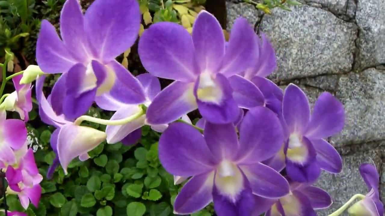 A orquídea denphal é uma híbrida descendente do gênero Dendrobium.