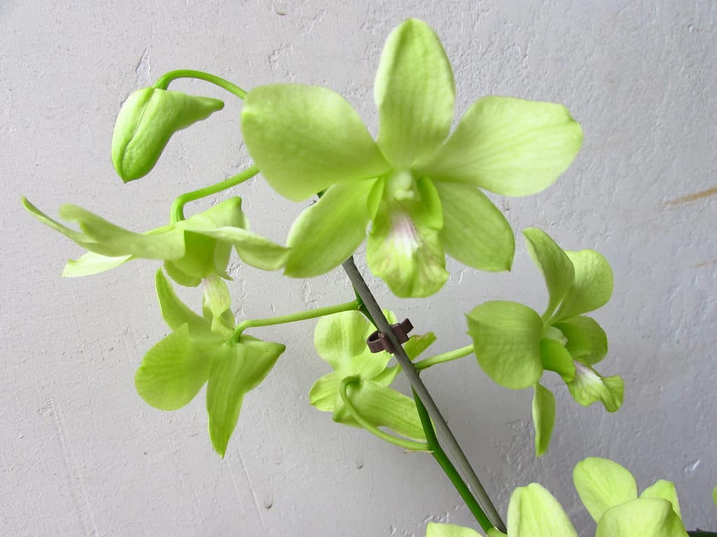 Orquídea Denphal mini precisam dos mesmos cuidados que uma planta adulta.