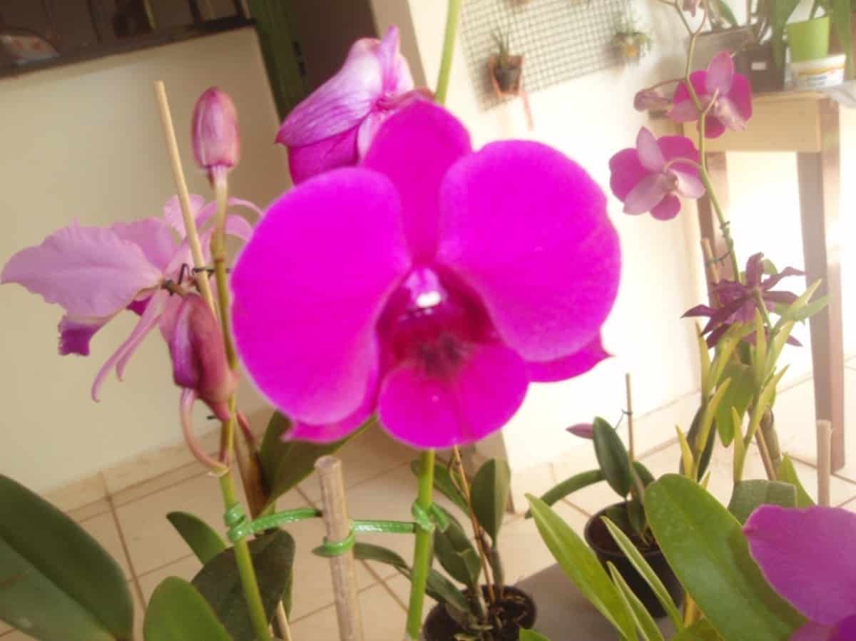A orquídea Denphal em apartamento deve ser cultivada em condições ideais de umidade e luminosidade.