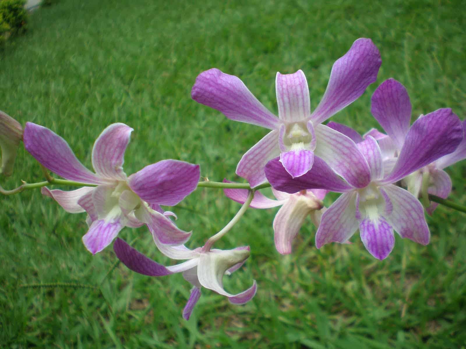 A orquídea Denphal deve ser replantada a cada 2 anos, caso o espaço se torne pequeno para ela.