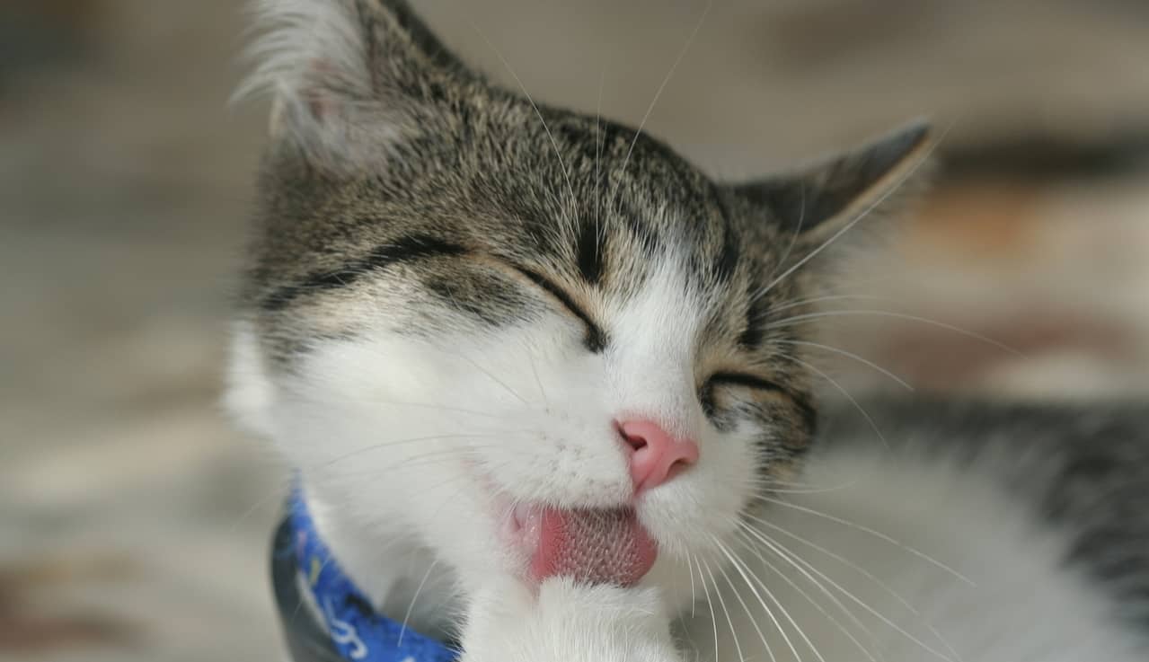 Gato costuma deixar odores pela casa, por isso saber como tirar cheiro de xixi do sofá é essencial.