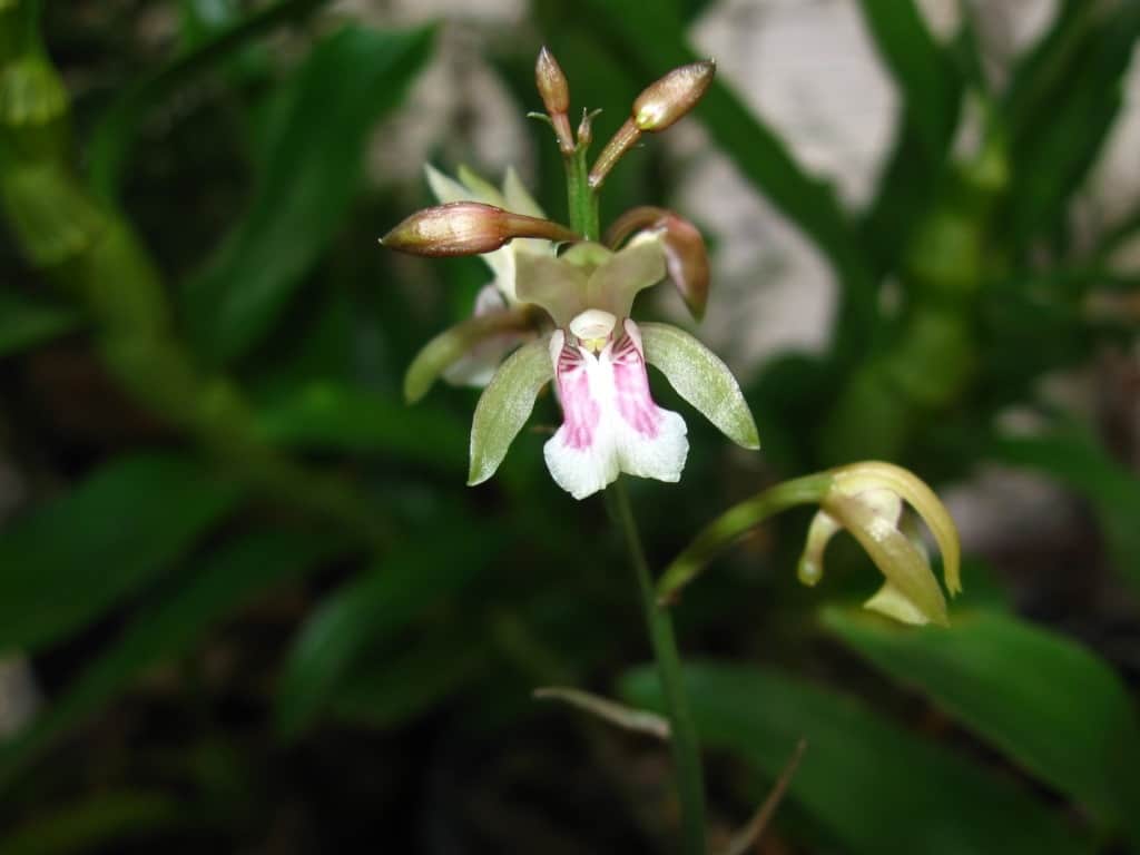 As orquídeas terrestres se tornaram muito populares de vido ao cultivo fácil.
