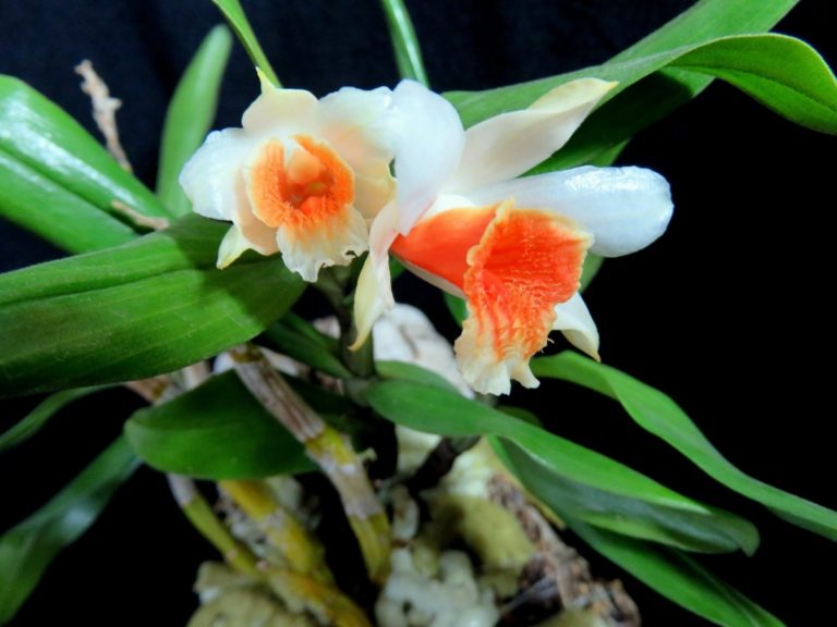 orquídea dendrobium