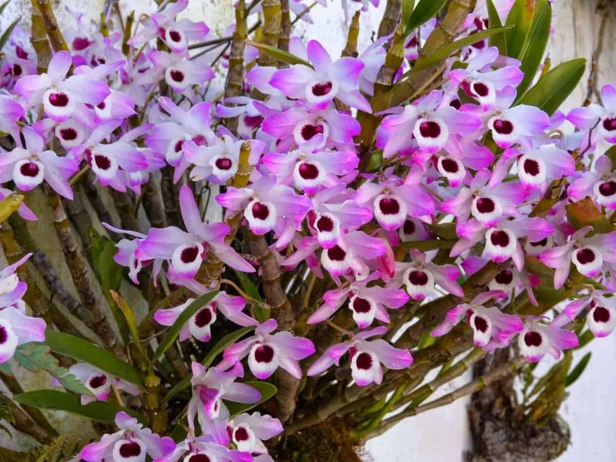 A orquídea Dendrobium possui muitas espécies.