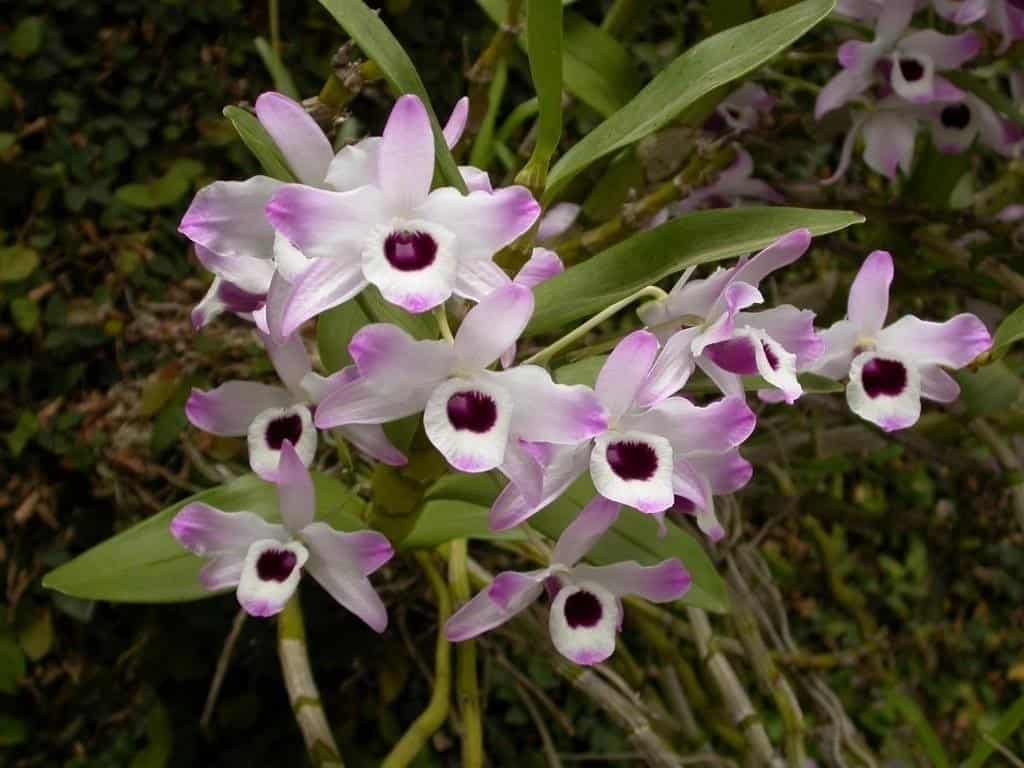 Orquídea Dendrobium nobile ou Olho de boneca