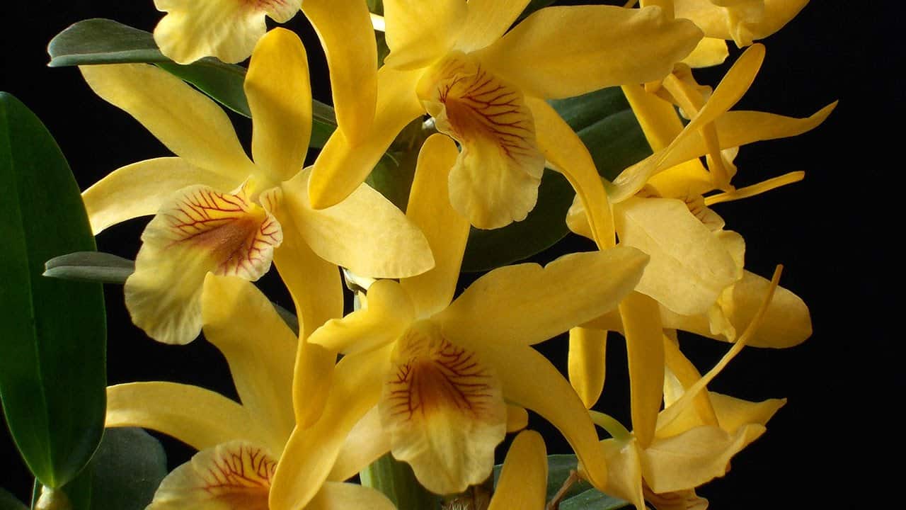 Orquídea Dendrobium amarela Stardust ‘Chiyomi’