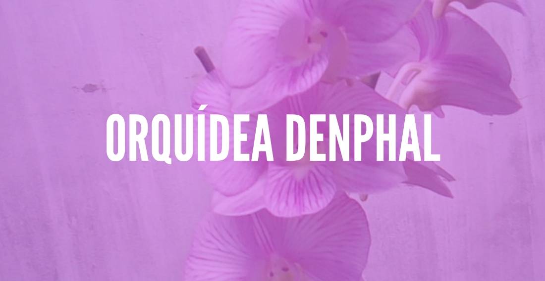 Orquídea Denphal: Como Cuidar? Como Faze-la Florir? - TC