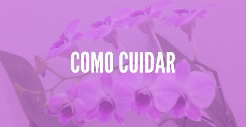 Orquídea Denphal: Como Cuidar? Como Faze-la Florir? - TC
