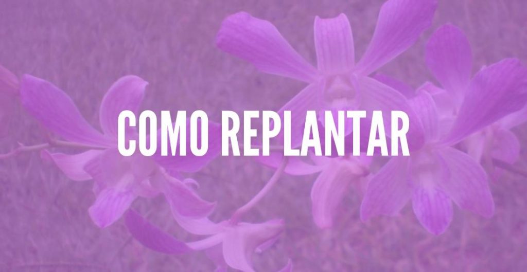 Orquídea Denphal: Como Cuidar? Como Faze-la Florir? - TC