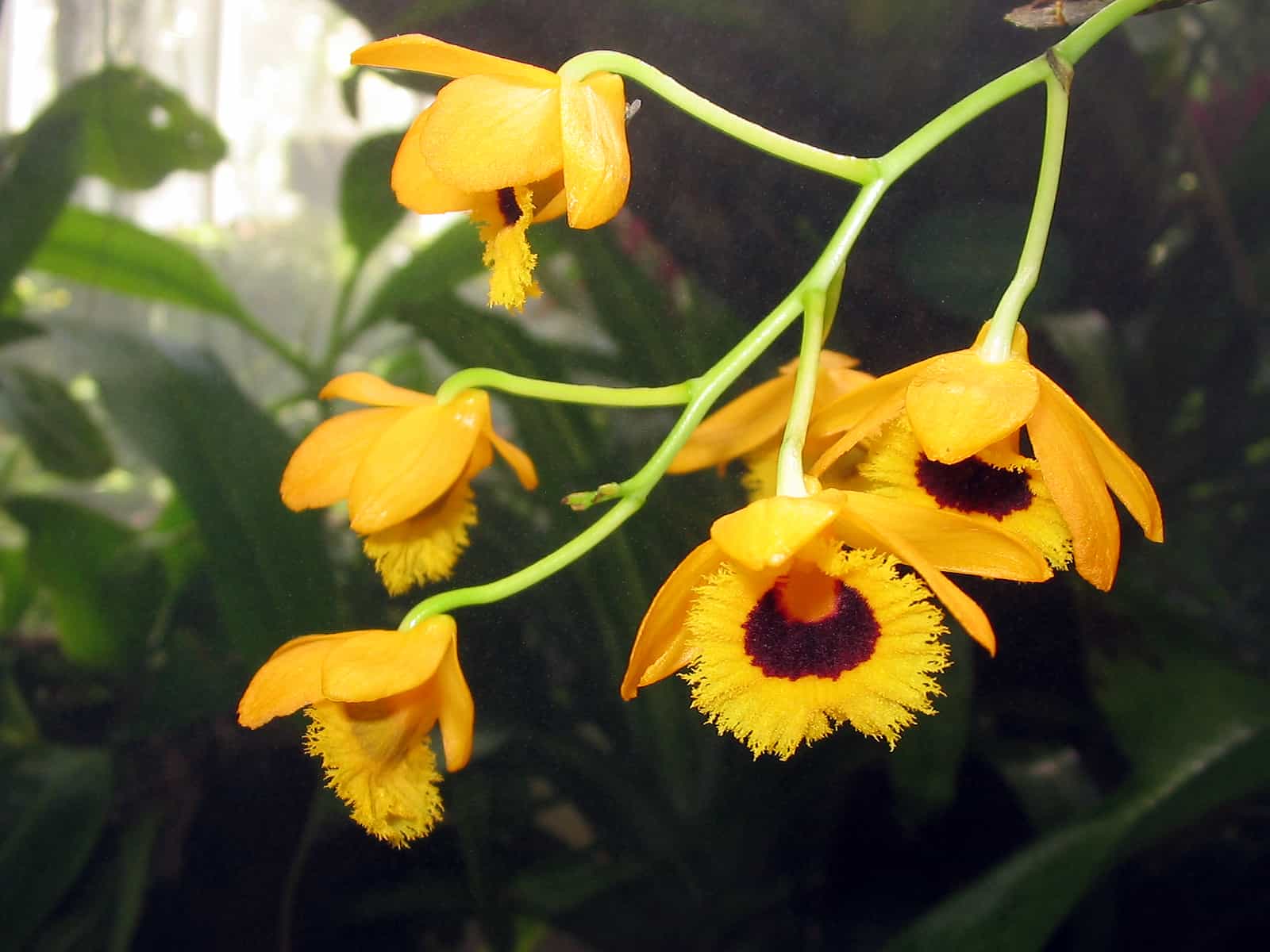 Em geral, orquídea Dendrobium são de fácil cultivo.