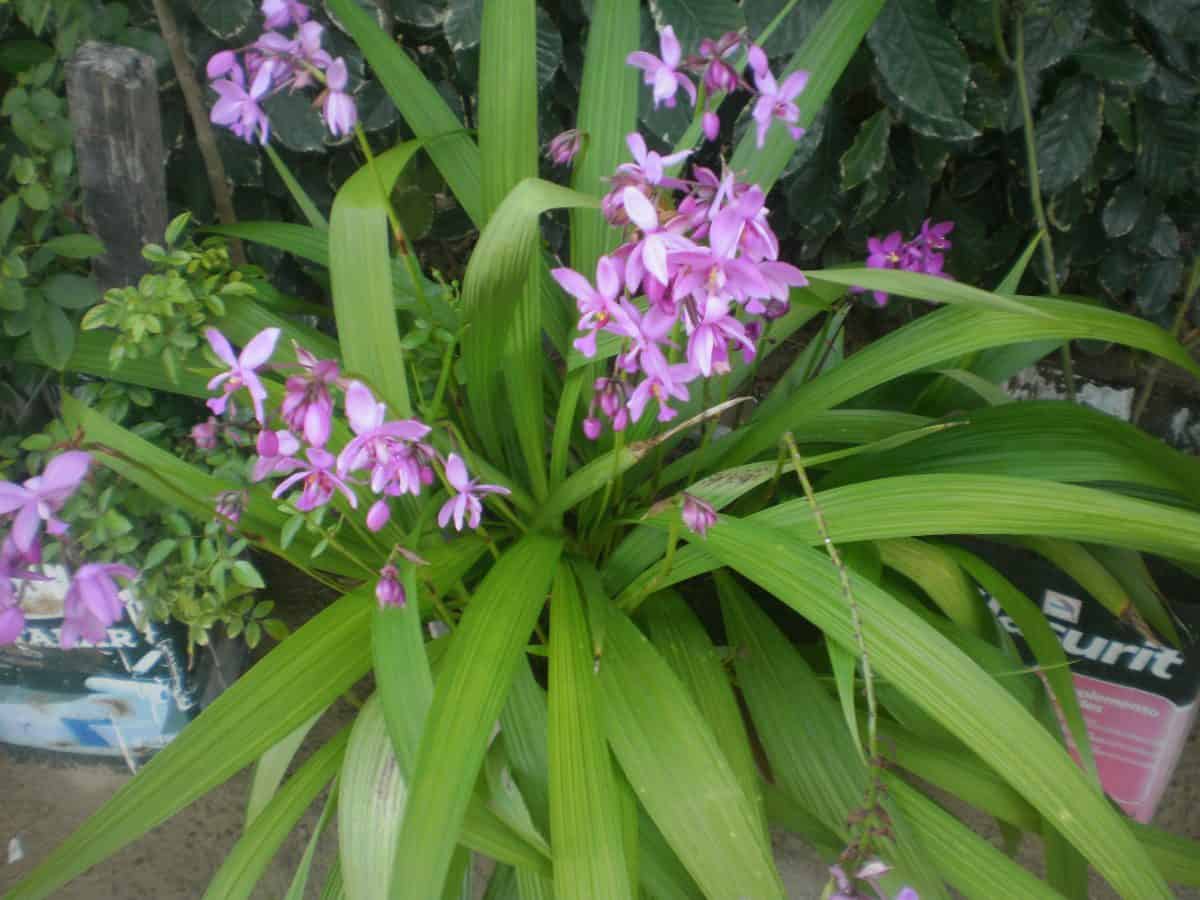 Orquídeas terrestres: Espathocllotis plicata