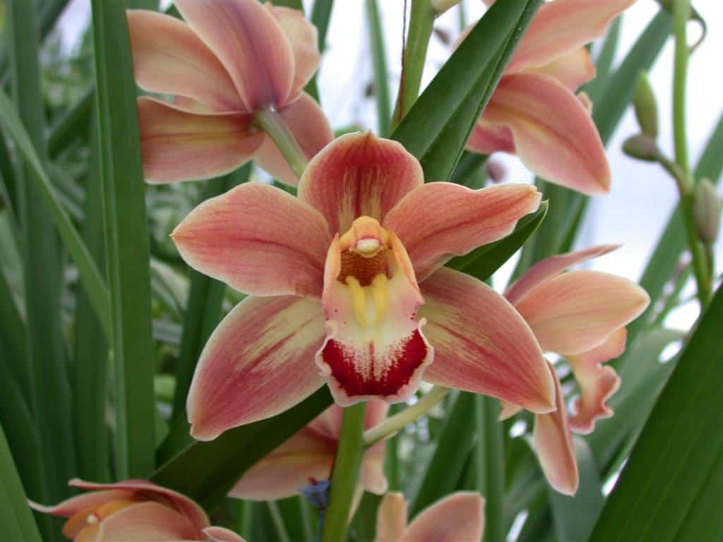 Orquídeas terrestres: Cymbidium