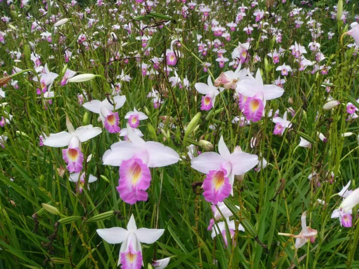 Orquídeas terrestres: Arundina ou orquídea bambu.