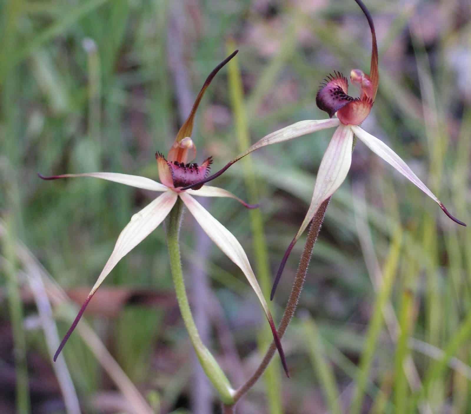 O cultivo das orquídeas terrestres merecem cuidados de acordo com cada espécie.