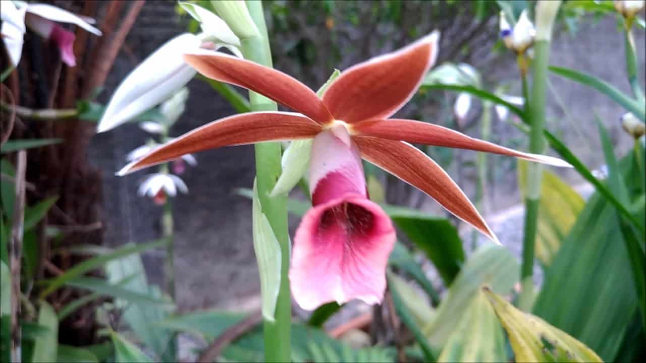 Orquídeas terrestres: Phaius