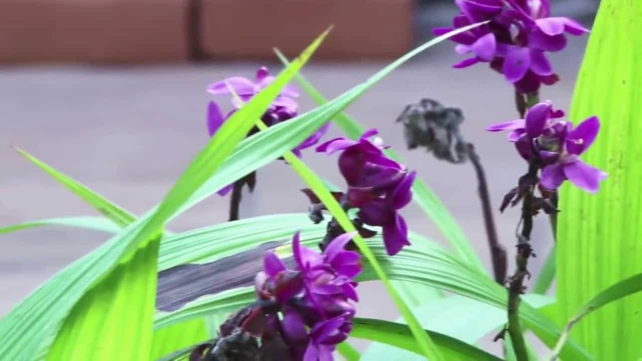 Resultado de imagem para Orquídeas Terrestres