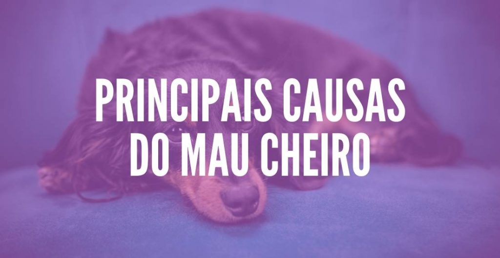 Como Tirar Cheiro de Xixi do Sofá (cachorro, gato e humano) - TC