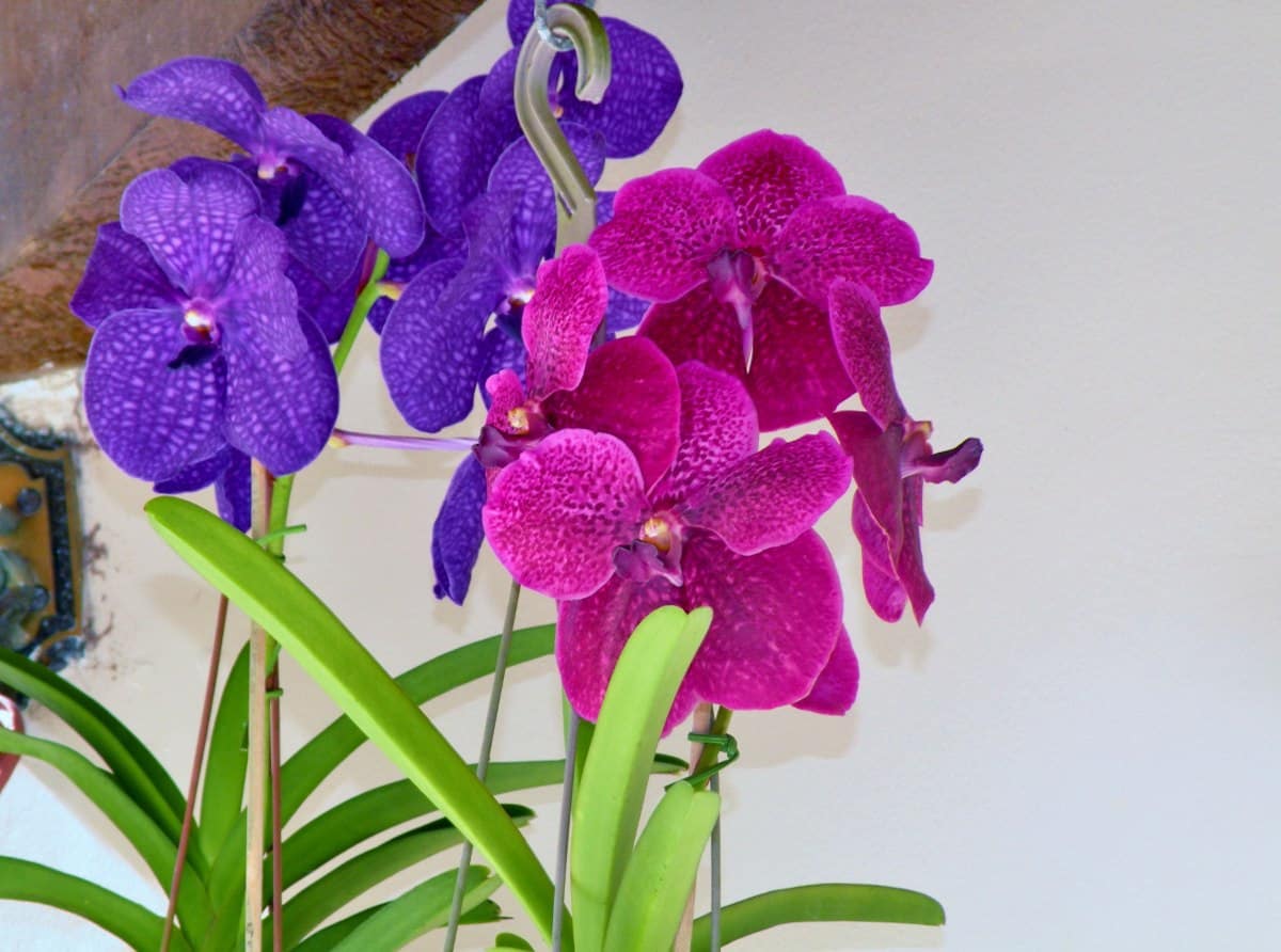 Orquídea Vanda em Vaso suspenso.