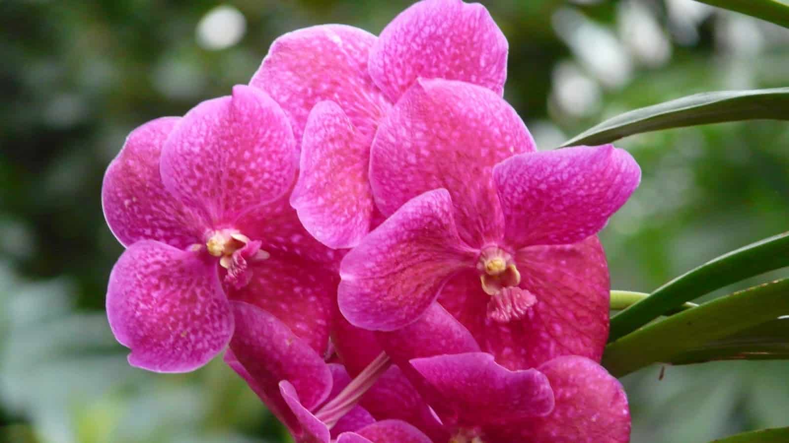 A orquídea Vanda impressiona pelo colorido vibrante de suas flores.