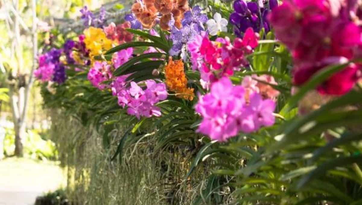 Orquídea Vanda de várias cores diferentes plantadas em muro suspenso.