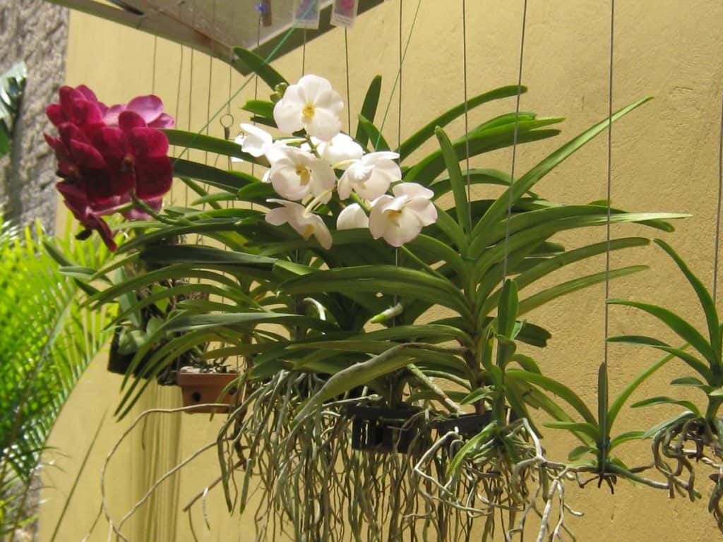 Espécies de orquídea Vanda suspensas com raízes livres.
