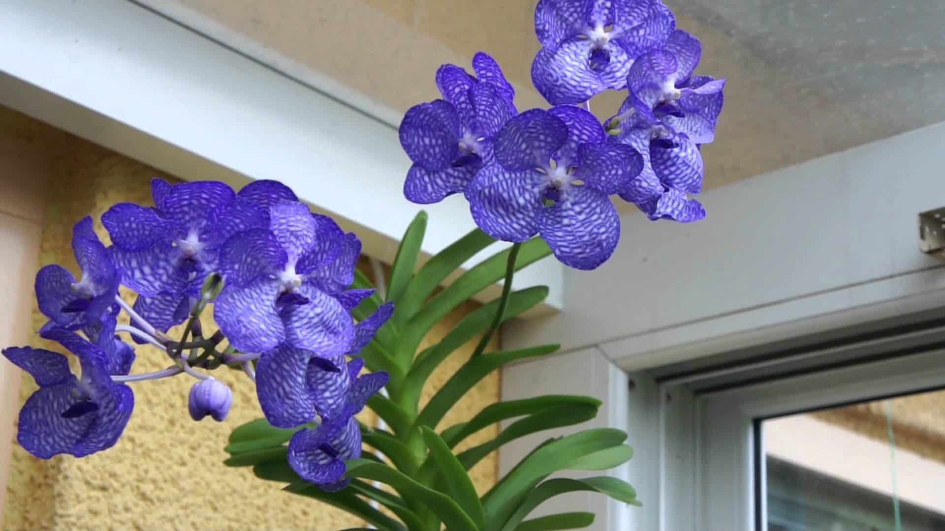 Orquídea Vanda coerulea, a orqúidea azul.