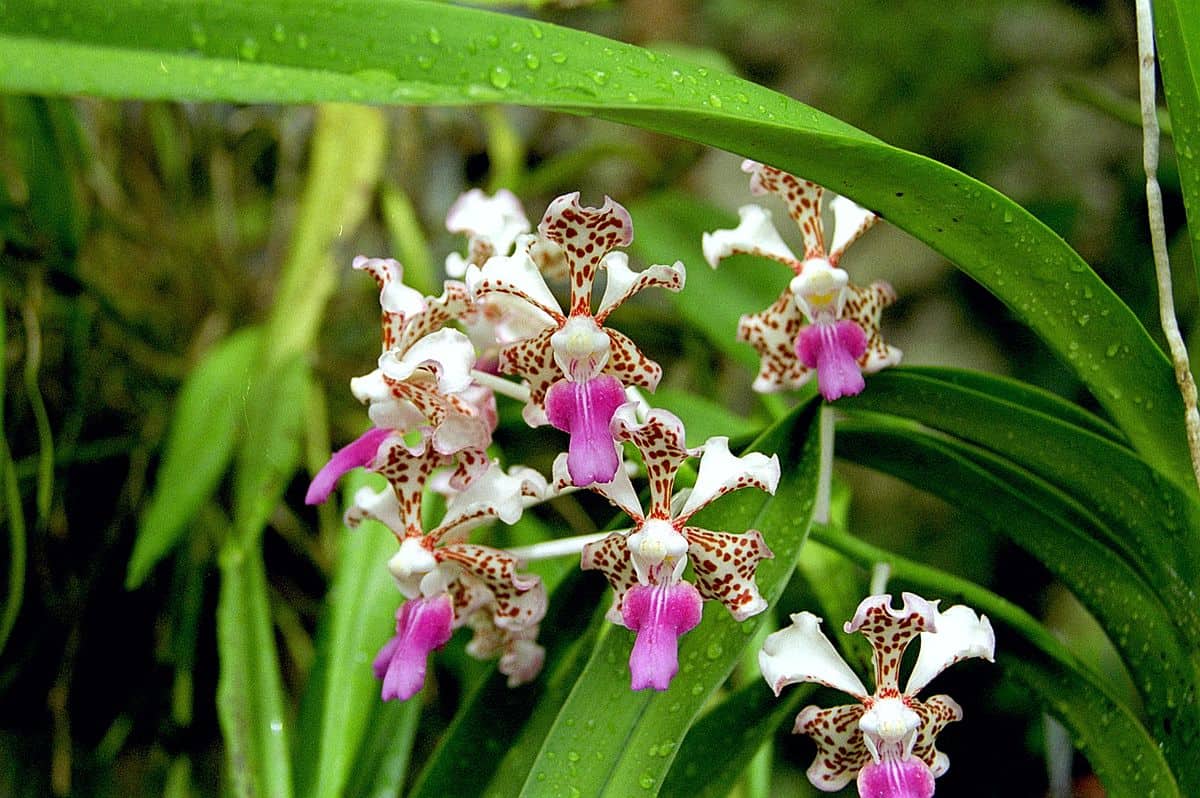 Orquídea Vanda de flores minúsculas, tricolor.
