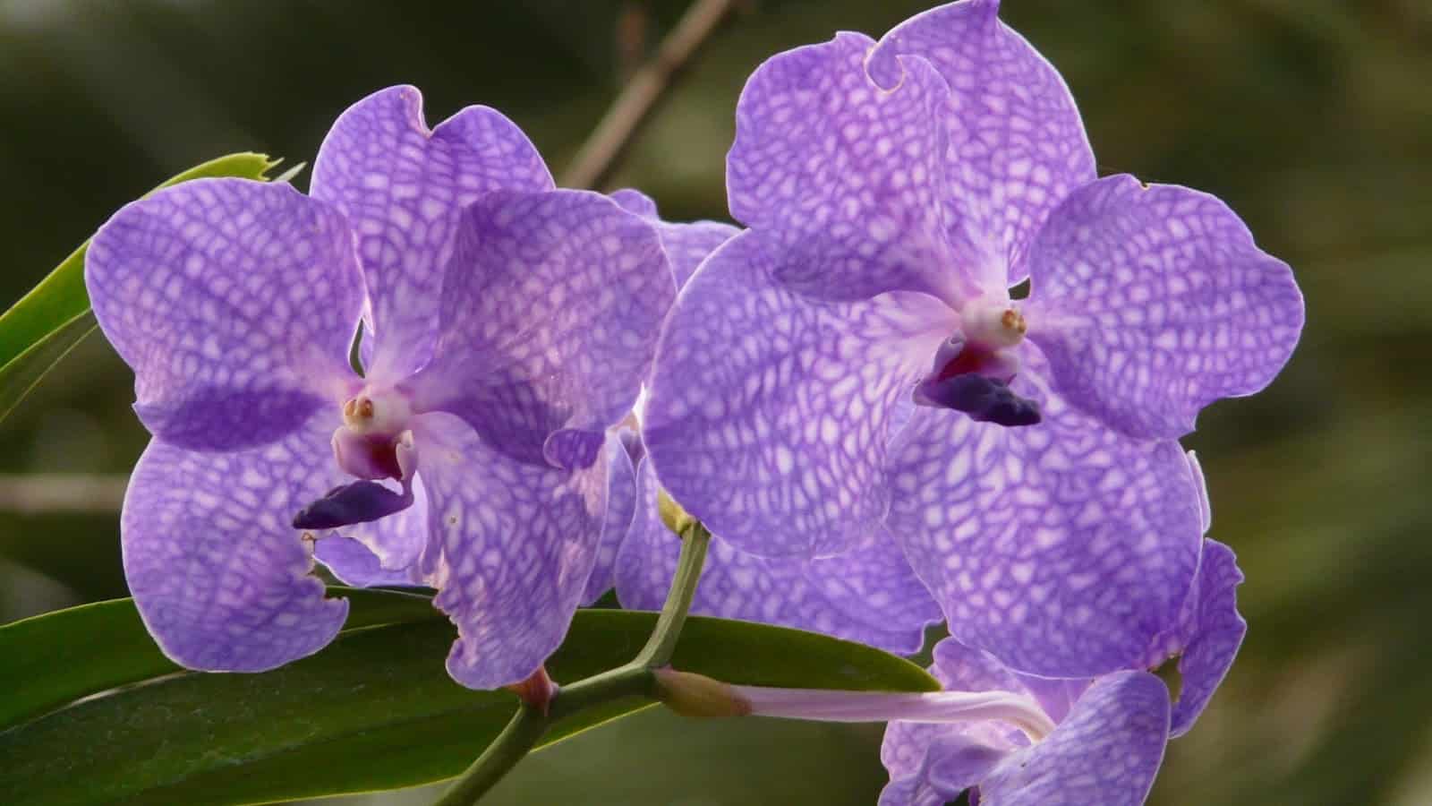 Dependendo da espécie de orquídea Vanda, os cuidados devem ser especiais.