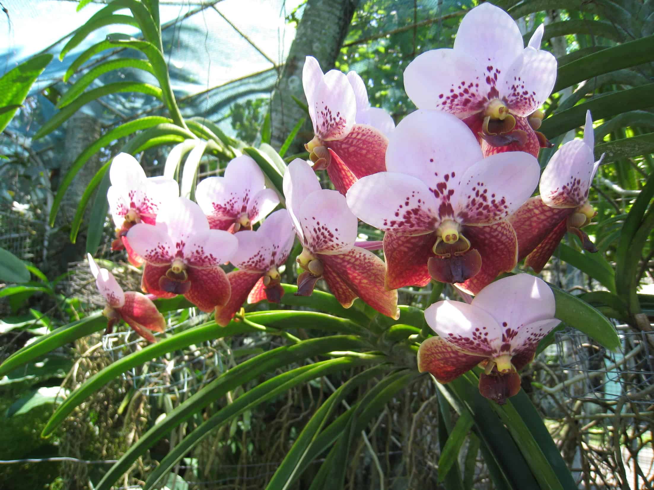 A orquídea vanda é de fácil cultivo, desde que observadas suas necessidades básicas.