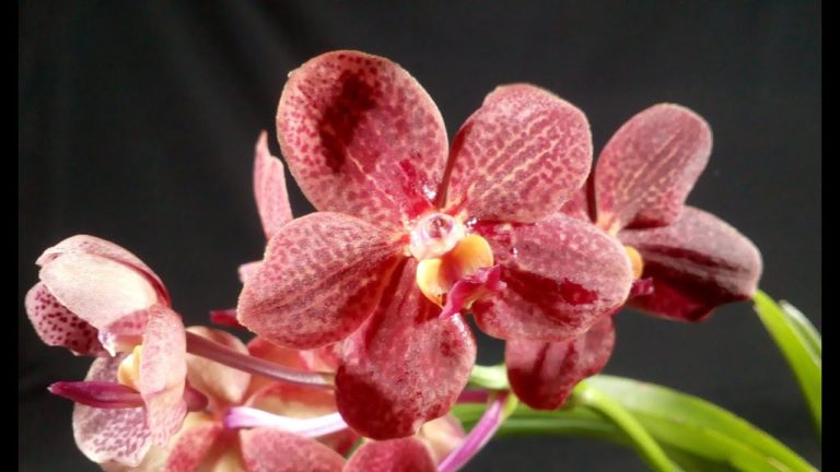 orquídea vanda