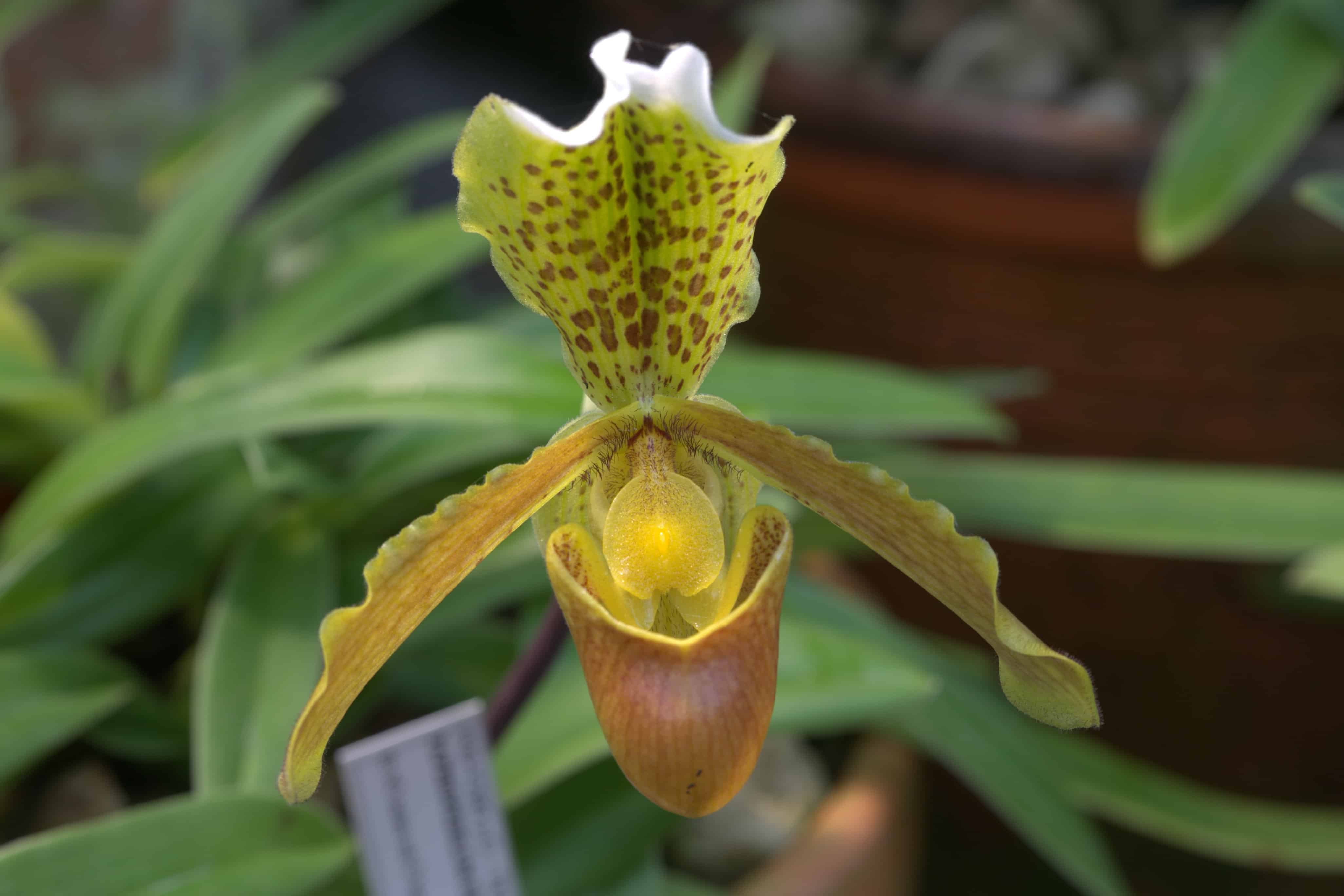 A orquídea sapatinho Paphiopedilum insigne é uma das espécies mais populares.