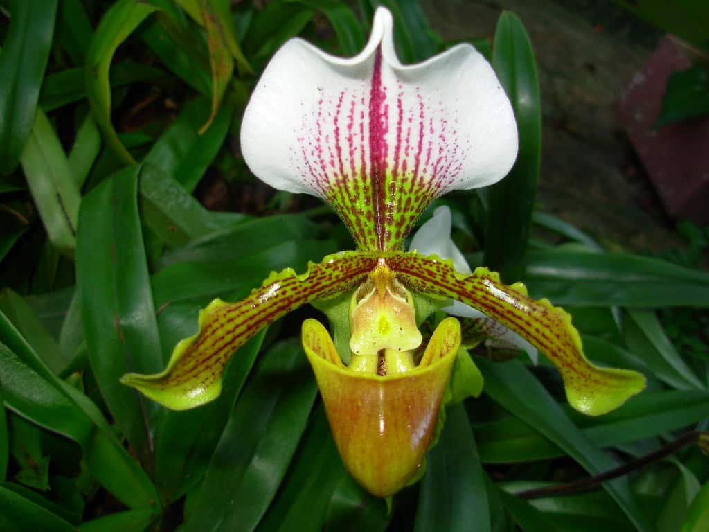 orquídea sapatinho Paphiopedilum leeanum