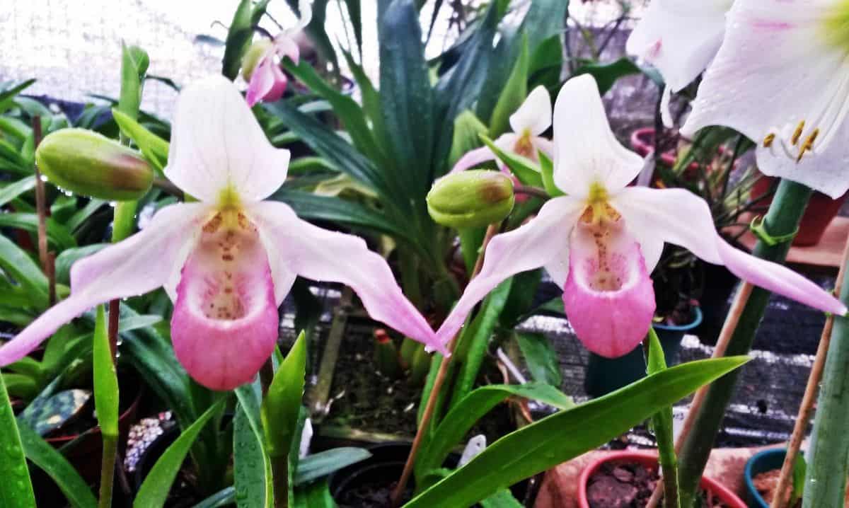 A orquídea sapatinho Phragmipedium Cardinalle é uma espécie de colecionador super delicada.