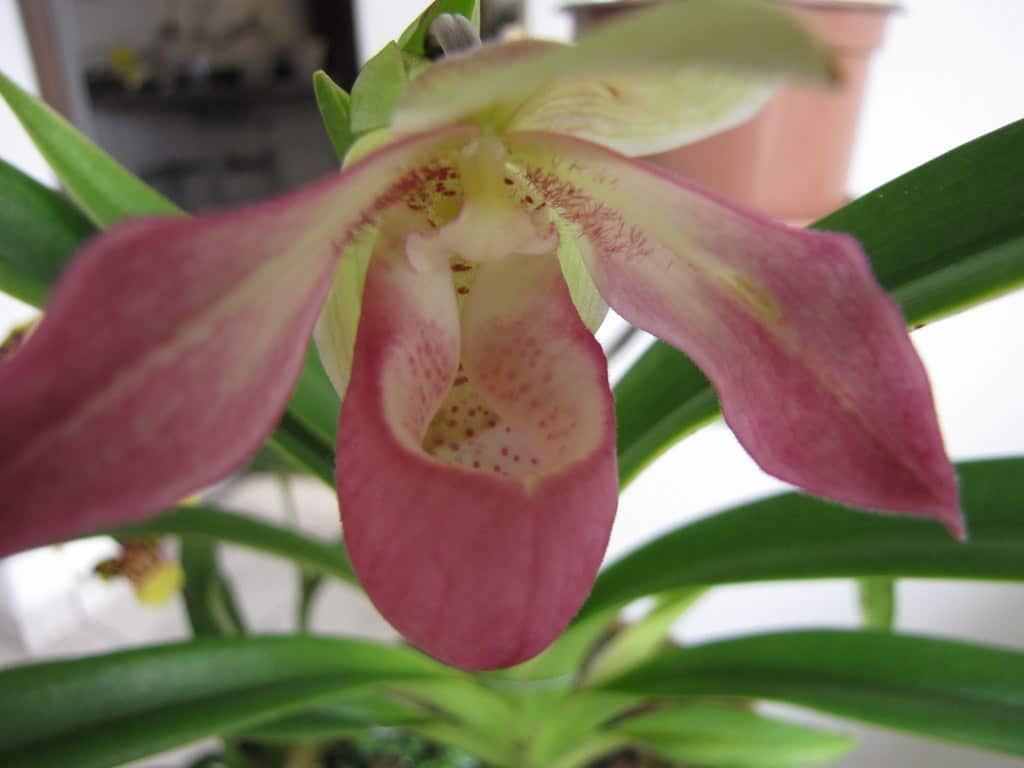 Phragmipedium Sedenii