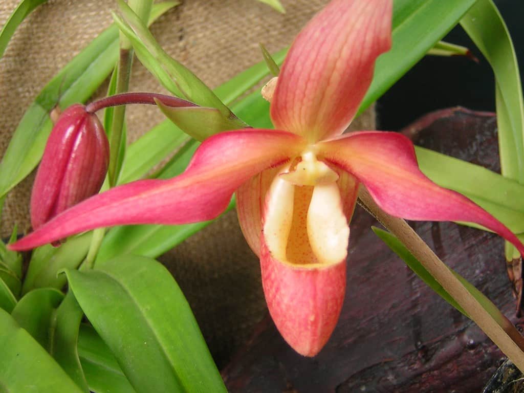 Phragmipedium besseae var. flavum