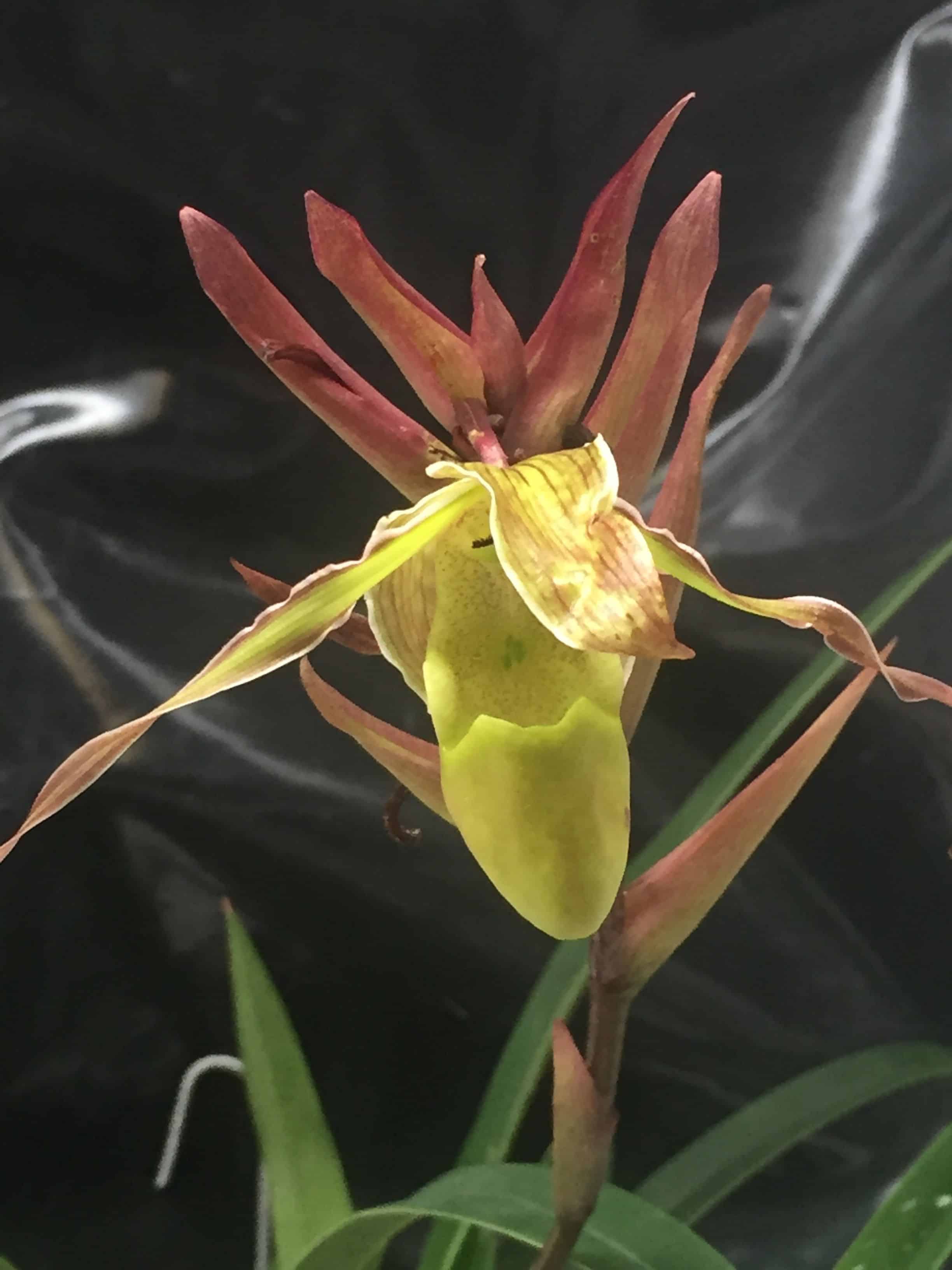 Phragmipedium longifolium