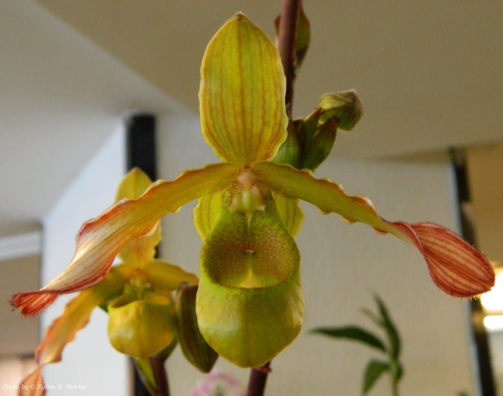 Phragmipedium sargentianum