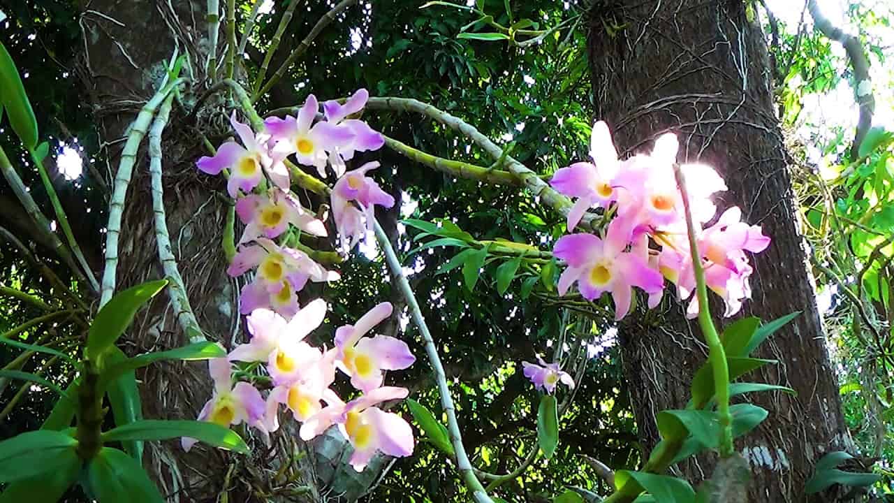 É fácil cultivar a orquídea olho de boneca.